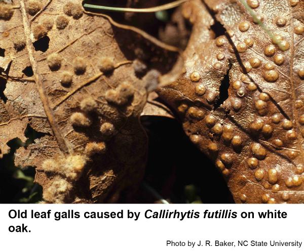 leaf gall caused by Callirhytis futilis